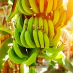 Banana-growing lands are threatened by climate crisis <br><span  style=' color: grey; text-align: right;'>Scientists: The plants need new growing regions as old ones heat up</span>