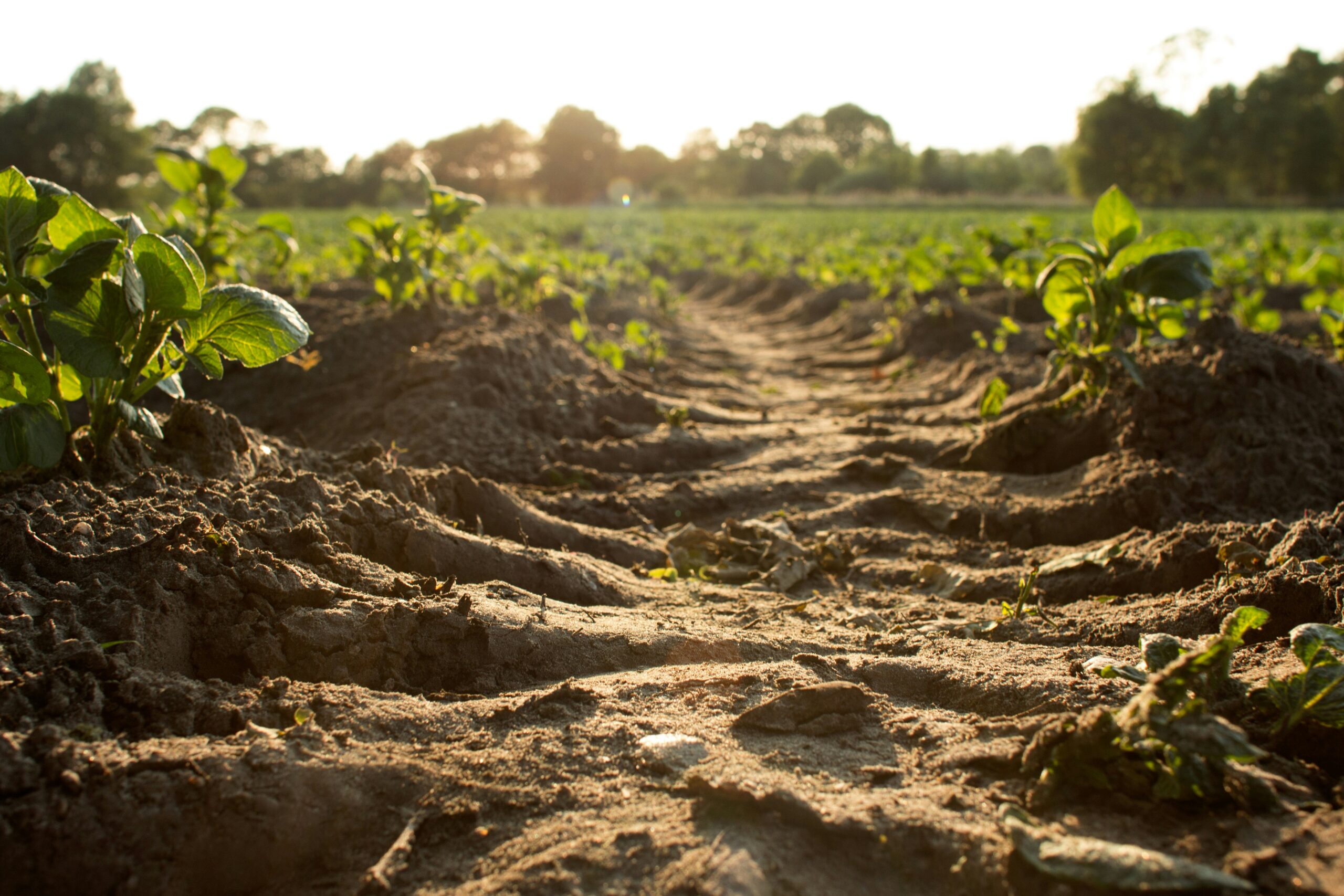 EU’s agricultural soils