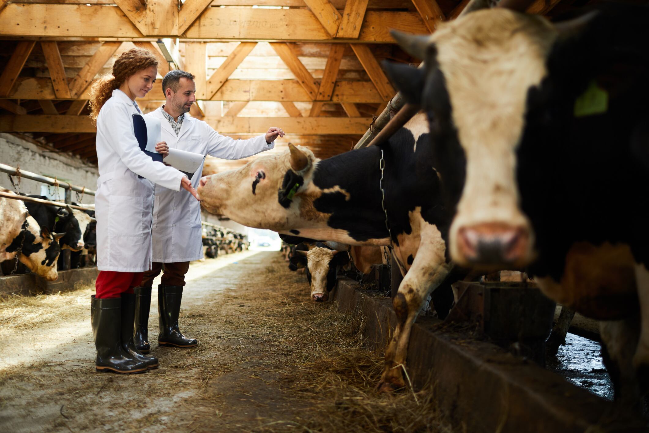 Foot-and-mouth disease outbreak in Euroup