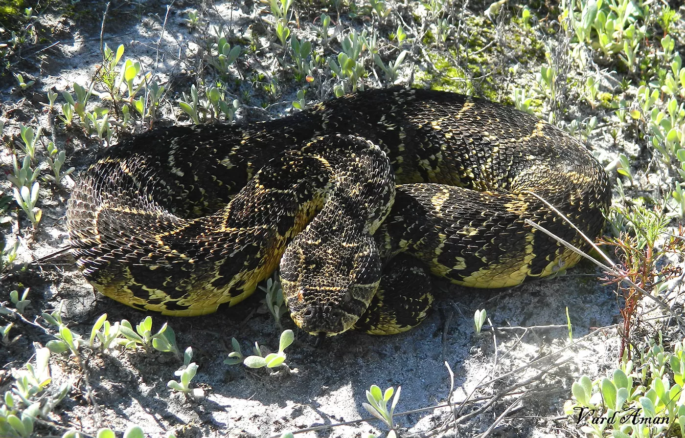 controlling rodent populations that threaten African agricultural production by Puff adders