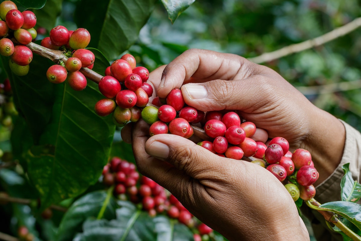 ofi inaugurated soluble coffee facility