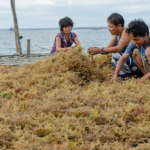 Seaweed in the Philippines threatened by “ice-ice”<br><span  style=' color: grey; text-align: right;'>Rising temperatures lead to the spread of a devastating disease</span>