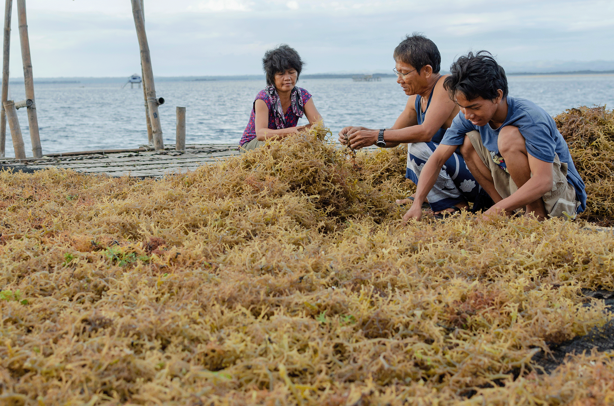 Seaweed in the Philippines faces many challenges