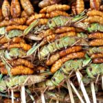 Edible insects won’t be a meat alternative, Study says: “Disgusting food”<br><span  style=' color: grey; text-align: right;'>This is unlikely to change in the future</span>