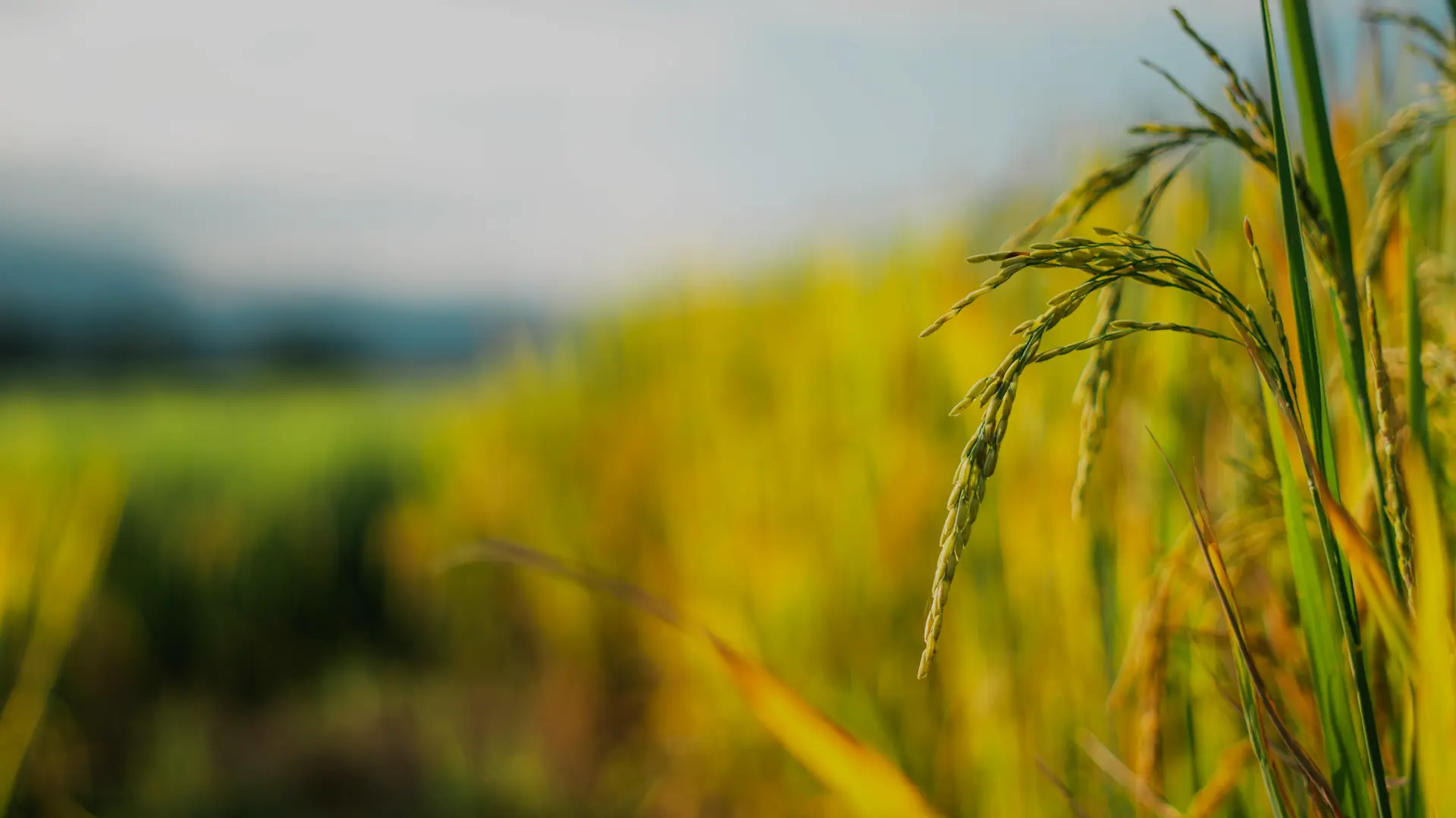 Food and agriculture require huge finance