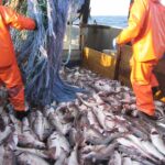  64.5% Of fishery stocks are exploited within biologically sustainable<br><span  style=' color: grey; text-align: right;'>FAO: Deep-sea species remain vulnerable</span>