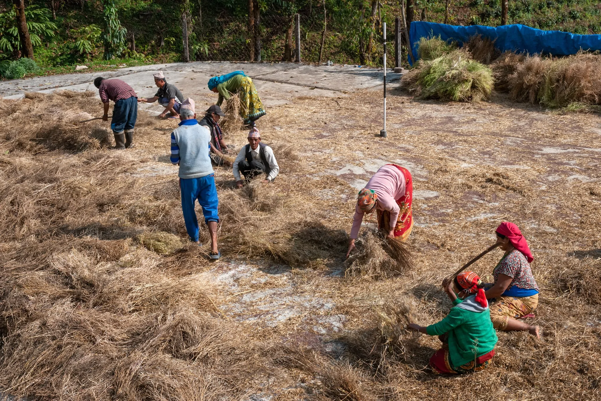 Rice straw using in Nepal