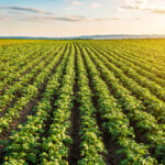 A new National Food Strategy in UK, boosting climate risk focus<br><span  style=' color: grey; text-align: right;'>The Government committed to reducing costs for food businesses by 25%</span>