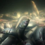 The fish die-offs in Lake Manzala farms in Egypt, Is it related to rising temperatures?