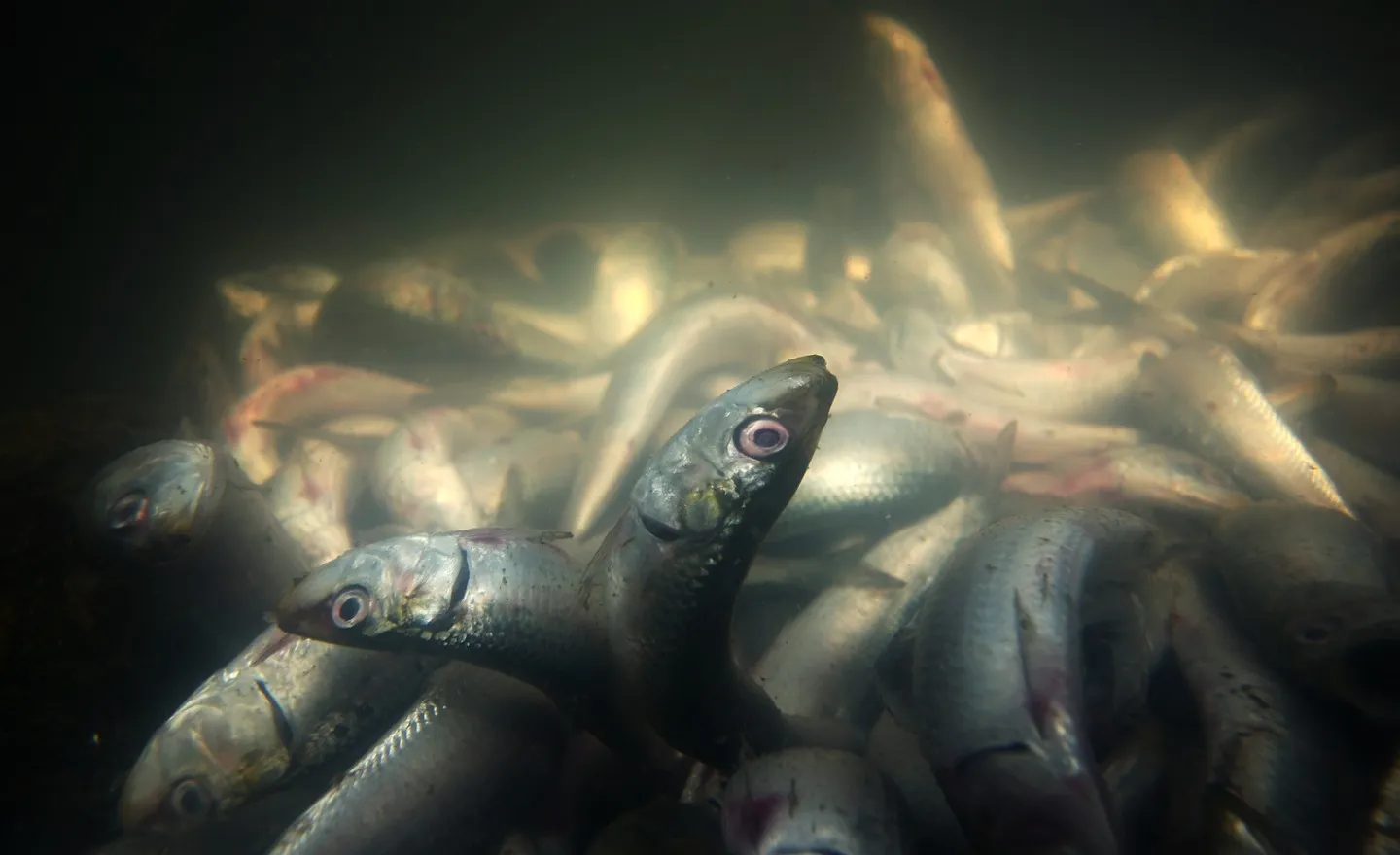 the causes of the fish die-offs in Lake Manzala farms in Egypt