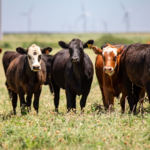 No country wants U.S. beef, but Americans like the Australian