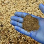 At the world’s biggest bug farm, 10 billion maggots recycle food waste