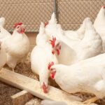 Avian influenza, a landmark meeting in Brazil discusses the rapid spread of the disease<br><span  style=' color: grey; text-align: right;'>Spread to 83 mammal species including dairy cattle and wildlife</span>