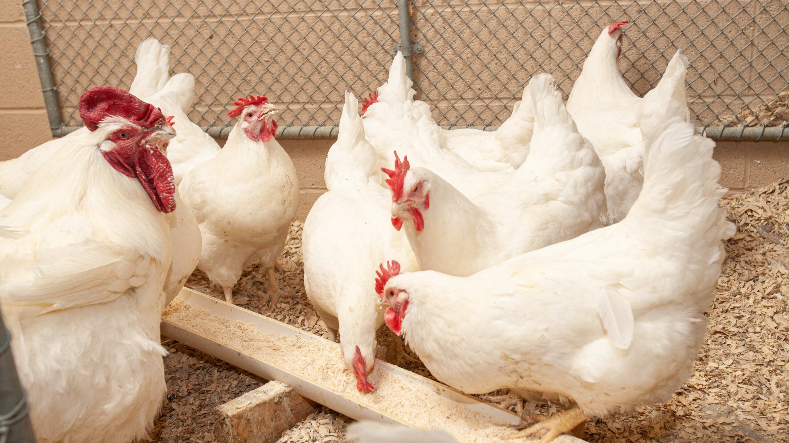 Avian influenza is becoming a global challenge