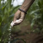 EU carbon tax confuses the Egyptian fertilizer industry