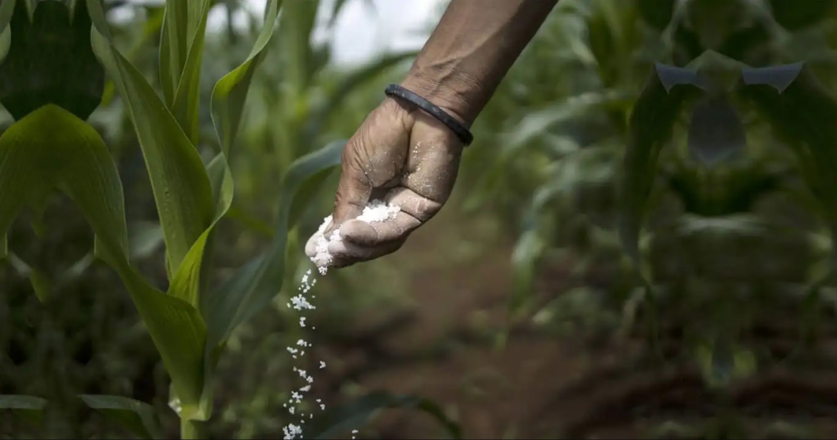 EU carbon tax confuses the Egyptian fertilizer industry