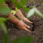 Restoring Brazil’s forests with a spiritual guardian team