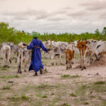 2026 declared as a year of rangelands and pastoralists<br><span  style=' color: grey; text-align: right;'>To highlight their role in sustainable food production</span>