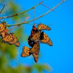 Monarch butterflies threatened by rising temperatures<br><span  style=' color: grey; text-align: right;'>A 0.6°C increase reduces body fat in endangered pollinators by 25%</span>