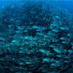 The BBNJ Agreement enters into force, FAO welcomes<br><span  style=' color: grey; text-align: right;'>It covers roughly two-thirds of the world’s oceans</span>