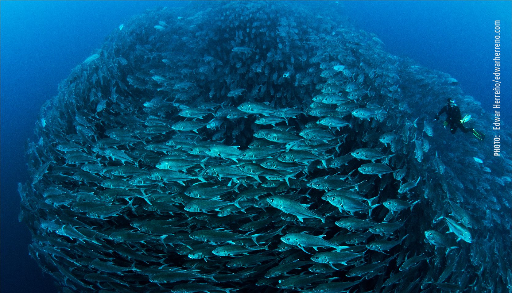 The BBNJ Agreement enters into force, FAO welcomes