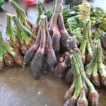 Reinvigorate taro in Vanuatu to resist climate shocks effects on food<br><span  style=' color: grey; text-align: right;'>Reliance on imports has eliminated many varieties</span>