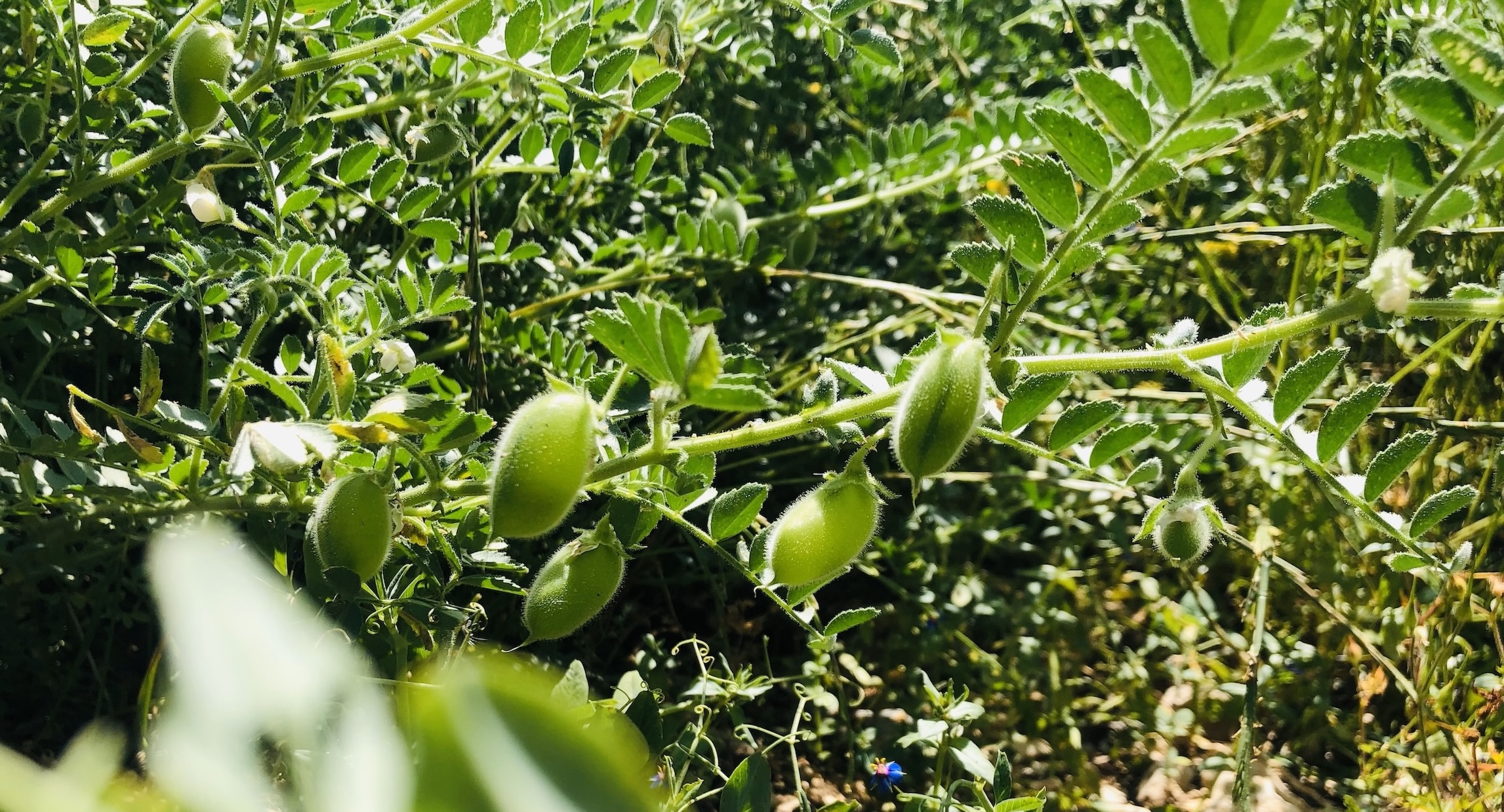 Chickpea in Lebanon - Photo - FAO.jpg