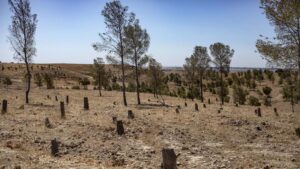 Soil degradation in Syria due to the war (New study)