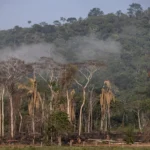 Deforestation in Brazil is declining, the lowest since 2014