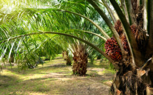 Palm oil raises deforestation, it makes everything from peanut butter to mascara