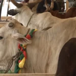 Boosting livestock in Ghana with drought-resistant and nutritious feed