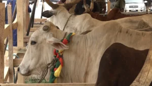 Boosting livestock in Ghana with drought-resistant and nutritious feed