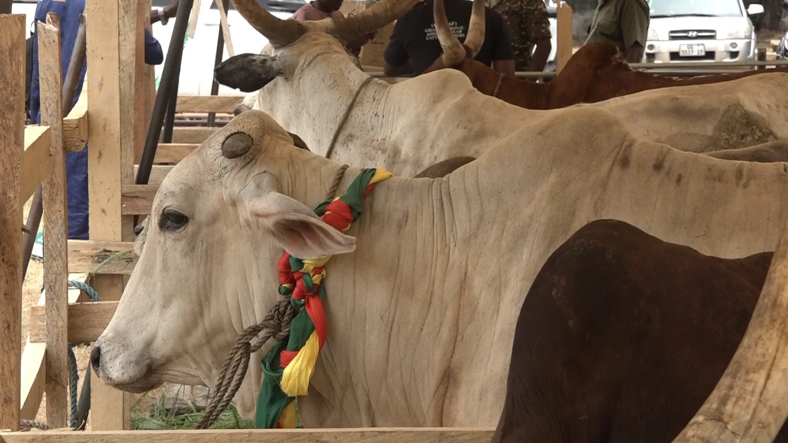 livestock in Ghana - Photo -