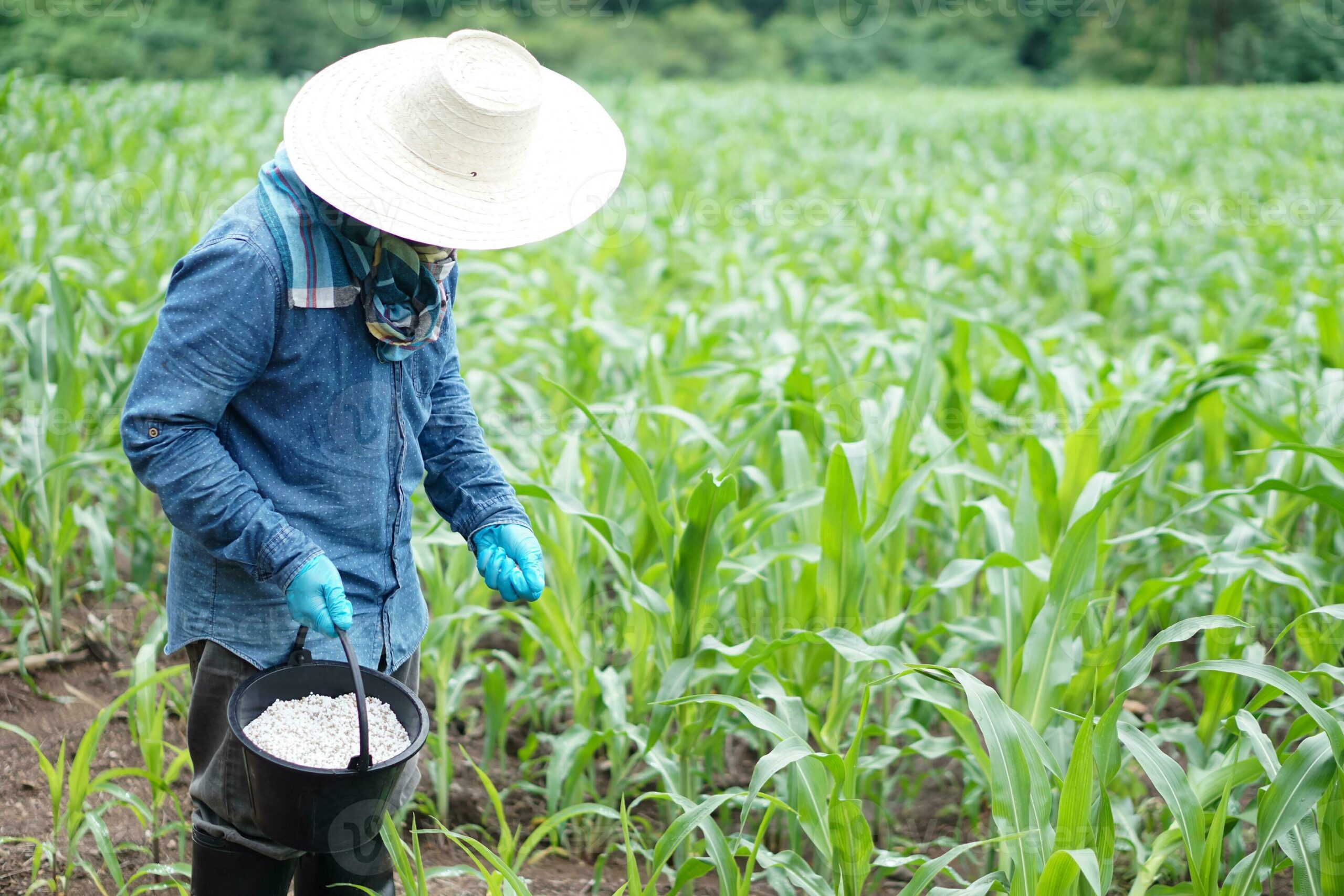 Asia fertiliser importers are hurt