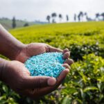 The fertilizer crisis paves the way for Russian dominance