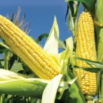 Why US farmers will abandon corn farming after the Iran war?