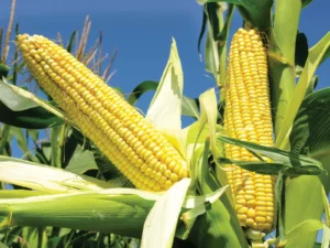 Why US farmers will abandon corn farming after the Iran war?