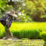 Analyst: Some Thai rice farmers suspended cultivation