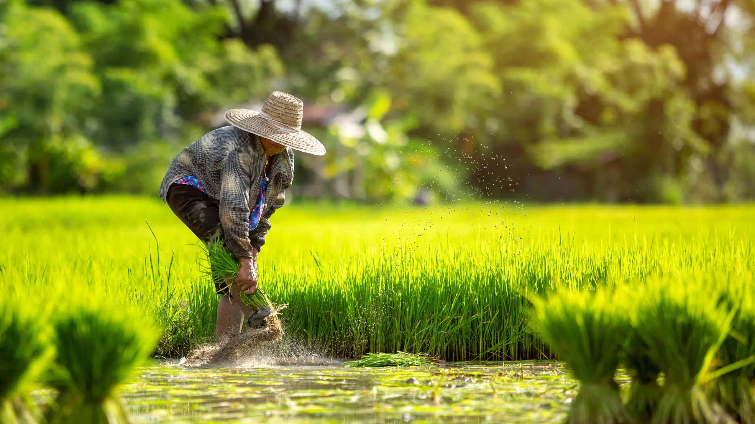 Thai rice farmers face many challenges