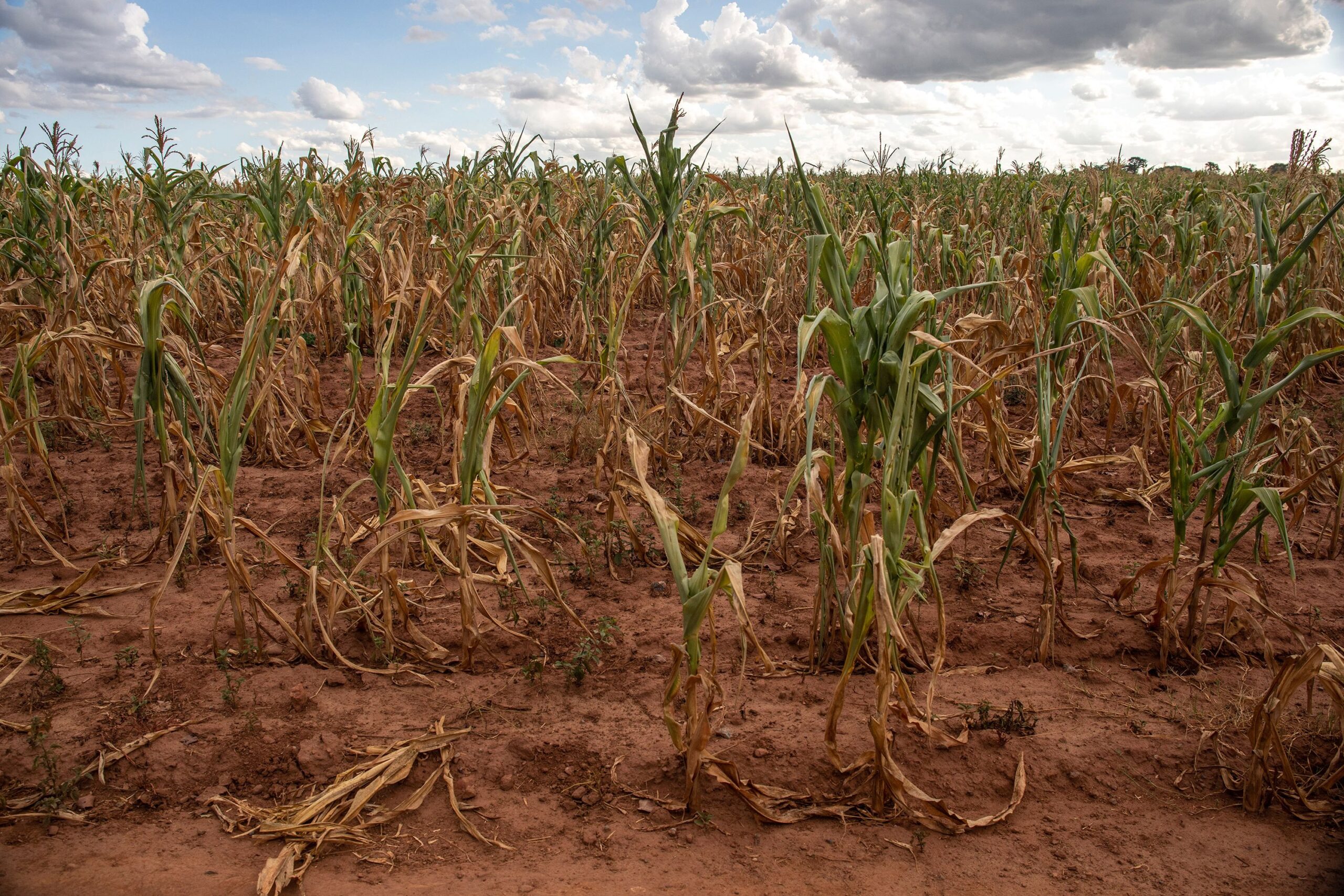 Drought in Africa 