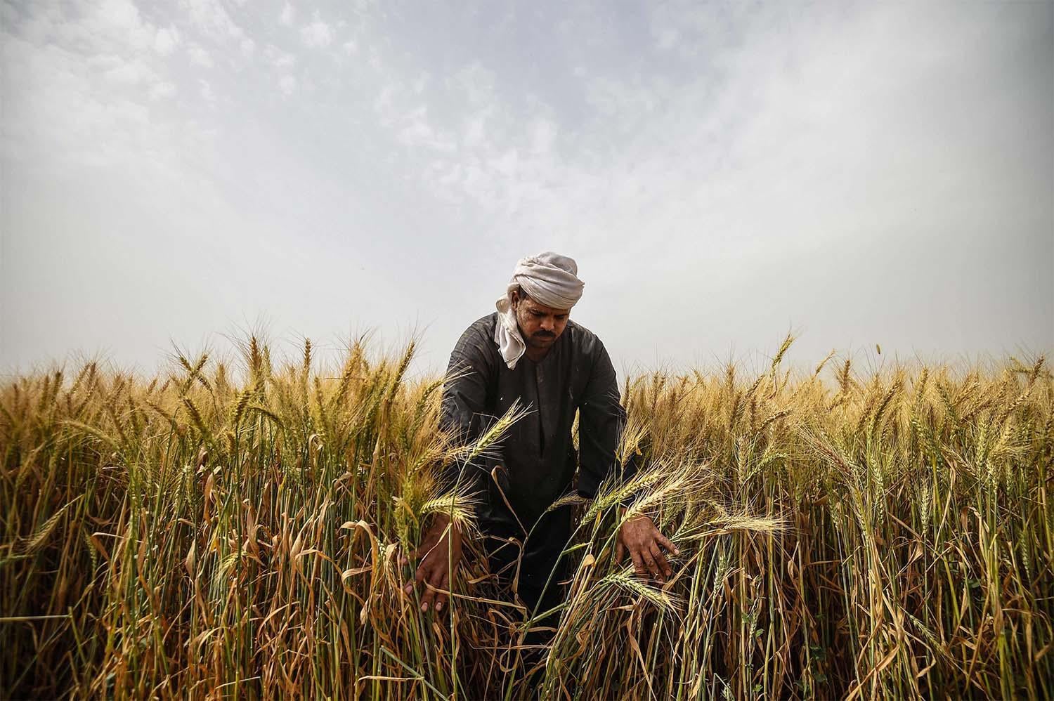 An Egyptian farmer in wheat field - Photo - Midle East Online
