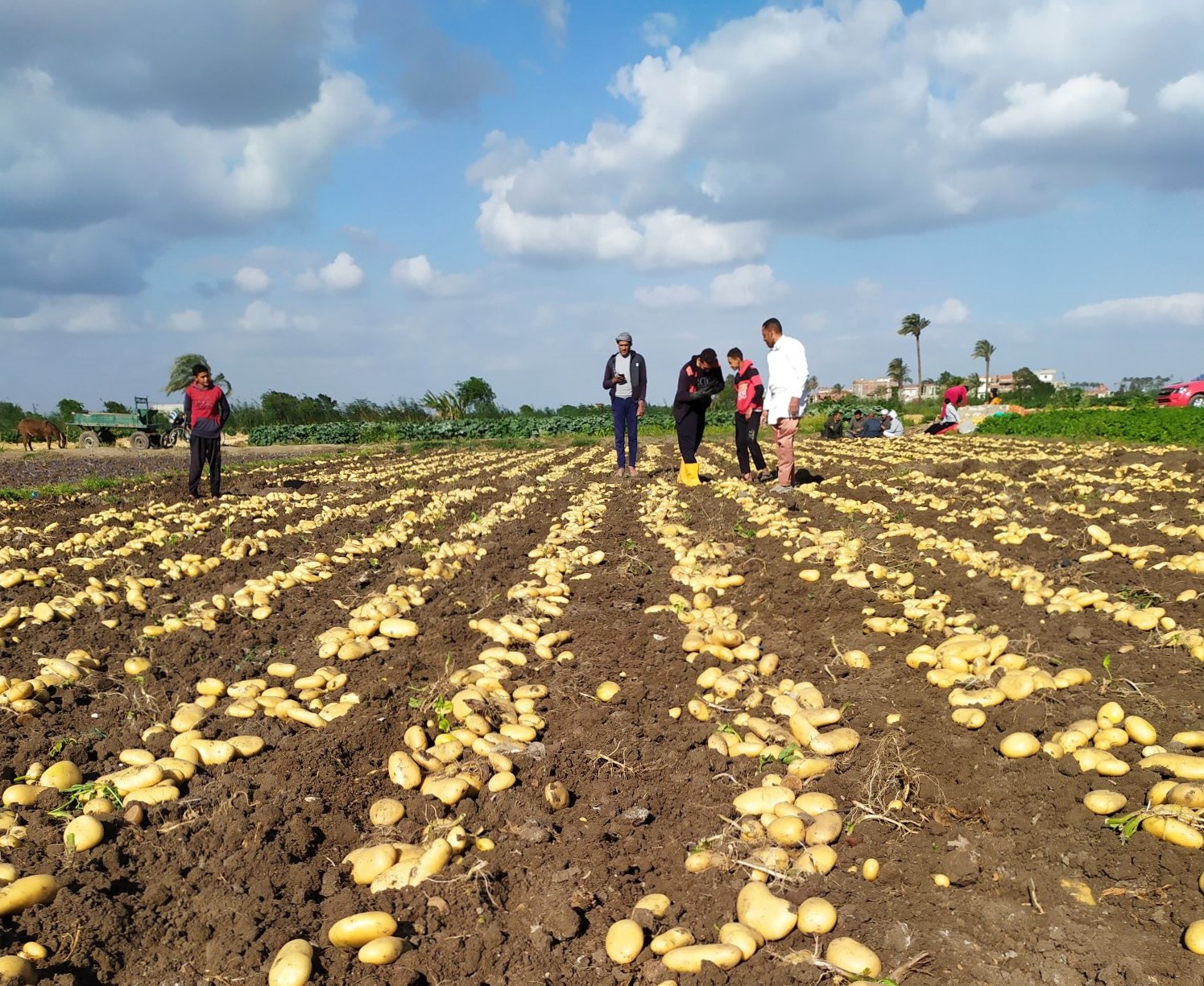 Potatoes harvest in Egypt - Photo - Meijer Potato.jpeg