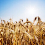 Wheat cultivation with saline water in Egypt, 8,000 parts per million