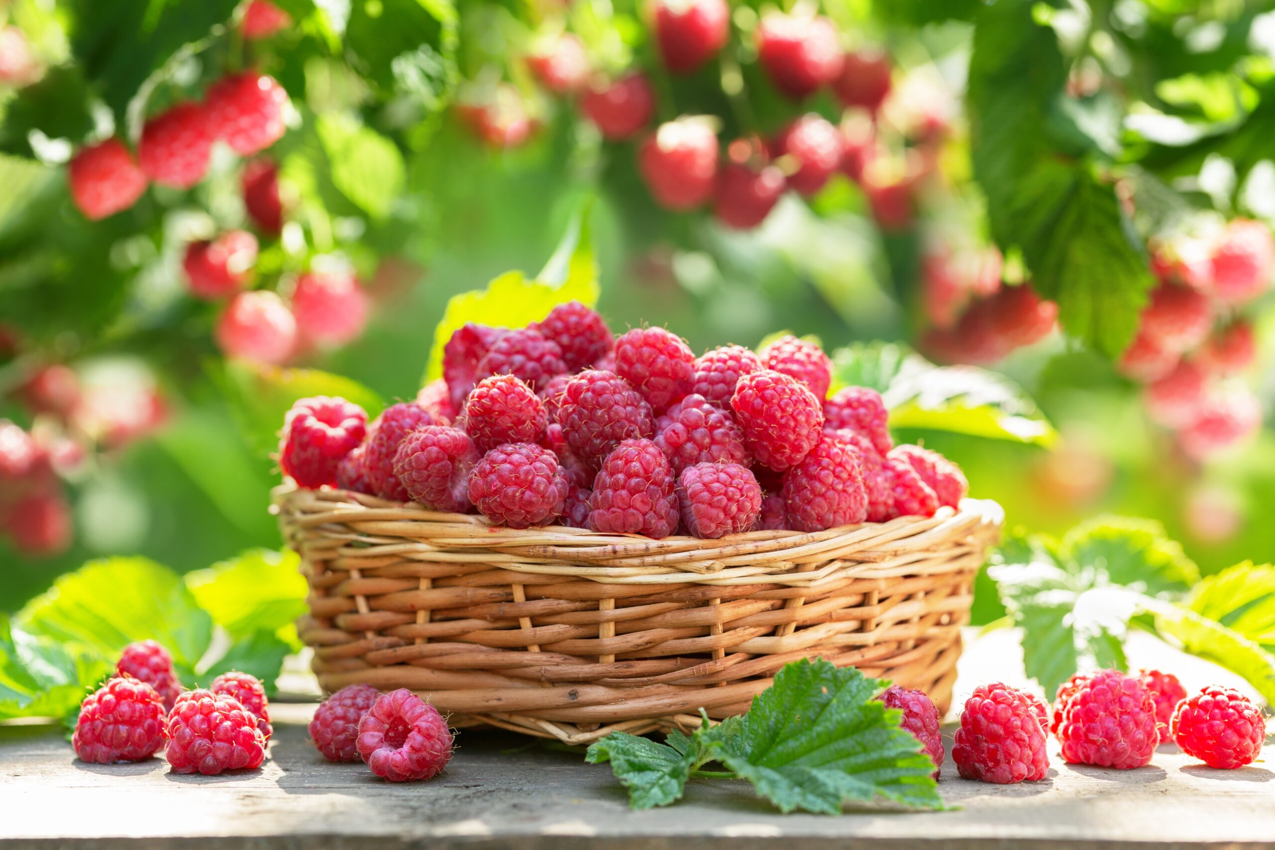Basket of raspberries