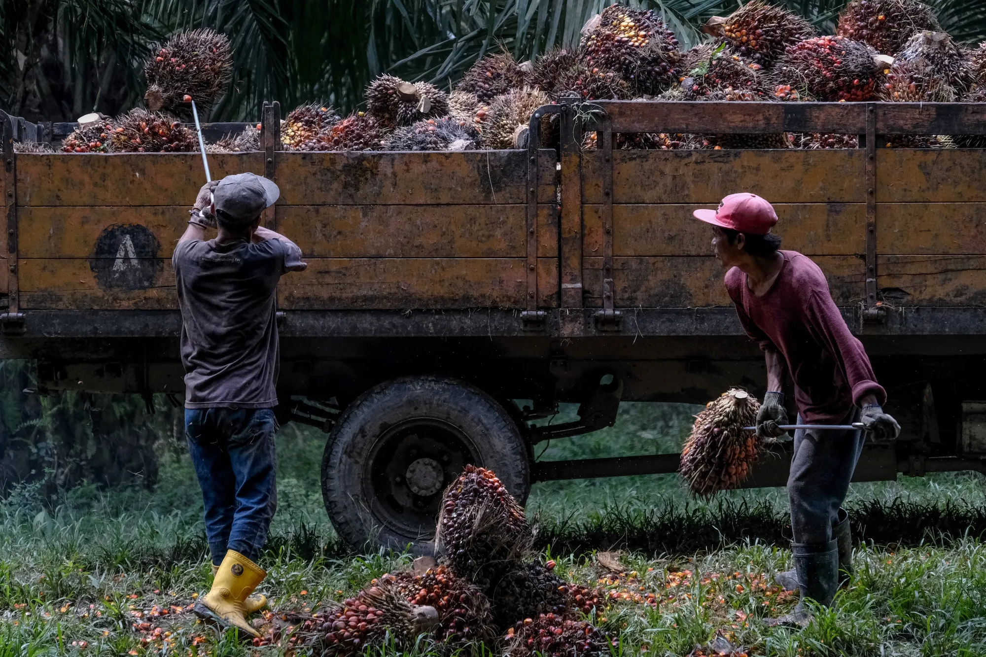 palm oil workers - Photo- Bloomberg