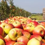 British apple and pear growers, a two-week ceasefire in Iran comes too late