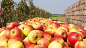 British apple and pear growers, a two-week ceasefire in Iran comes too late<br><span  style=' color: grey; text-align: right;'>The costs are baked in now</span>