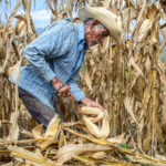 Iran war’s fertilizer shock sets the stage for a slow-burning food inflation crisis