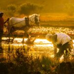 Extreme heat is pushing food production to the brink, could kill farmers (UN report)