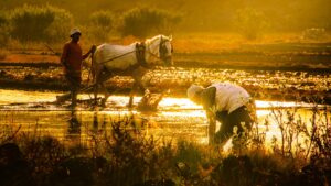 Extreme heat is pushing food production to the brink, could kill farmers (UN report)<br><span  style=' color: grey; text-align: right;'>Half a trillion work hours lost annually</span>